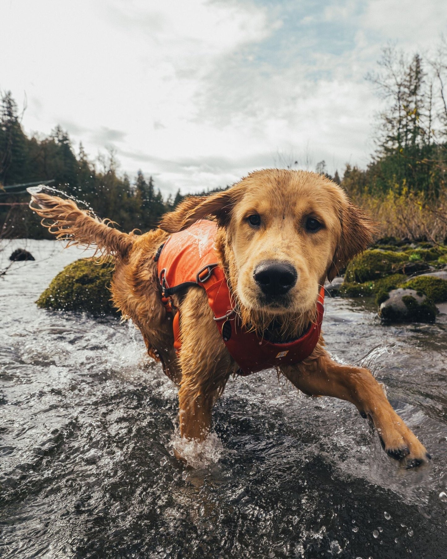 Confluence™ Dog Life Jacket