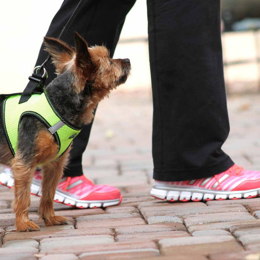 American River Top Stitch Choke-Free No-Pull Harness