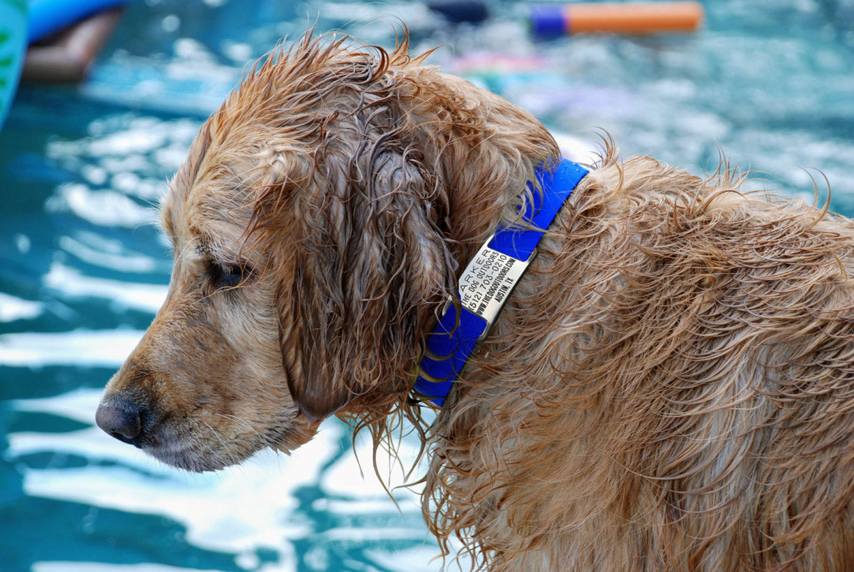 Personalized Nameplate Waterproof Dog Collar
