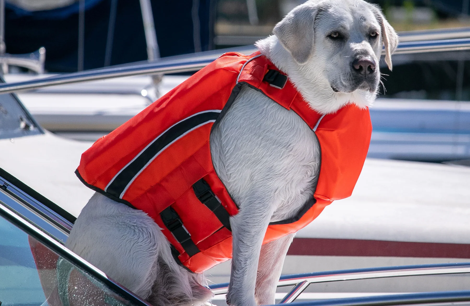 Best Dog Life Jacket - Baydog Monterey Bay Offshore