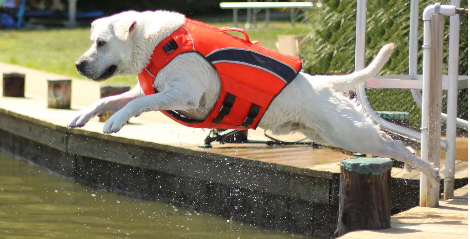 The Battle Of The Doggie Life Jackets
