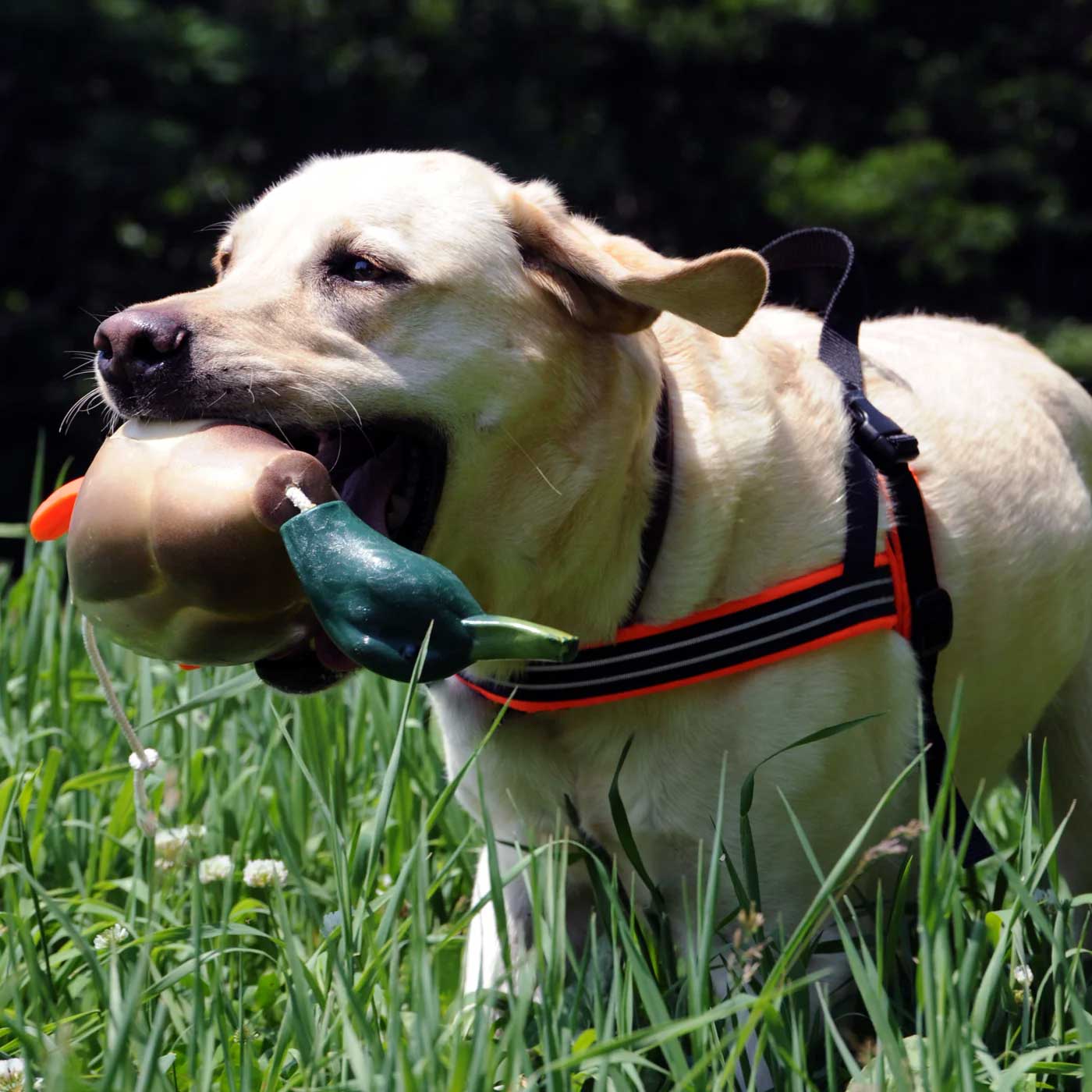 ComfortFlex Sport Harness