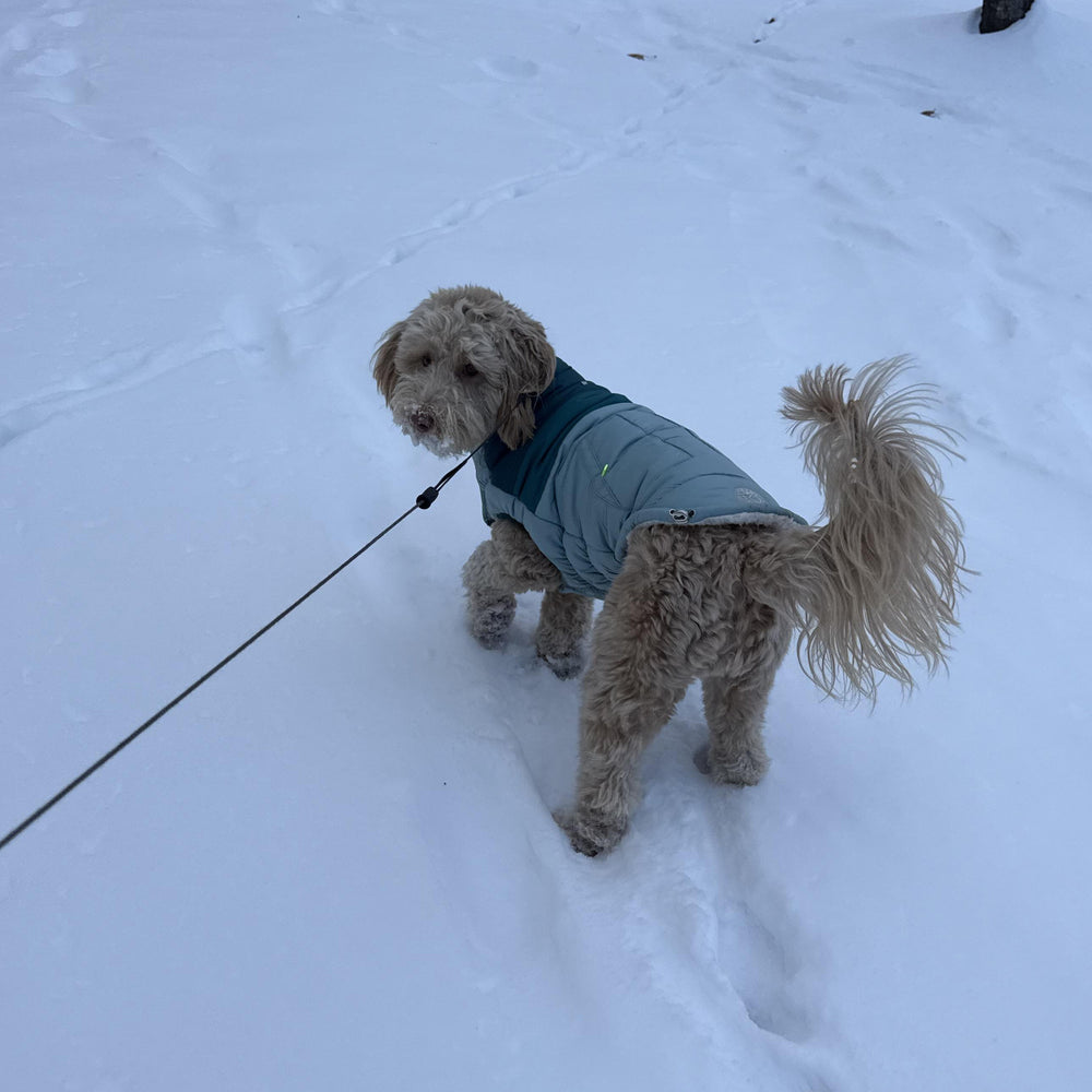 Dog wearing a winter coat standing on a snow-covered ground