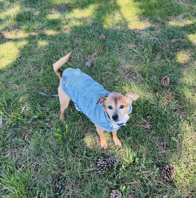 Denim dog jean jacket light wash 
