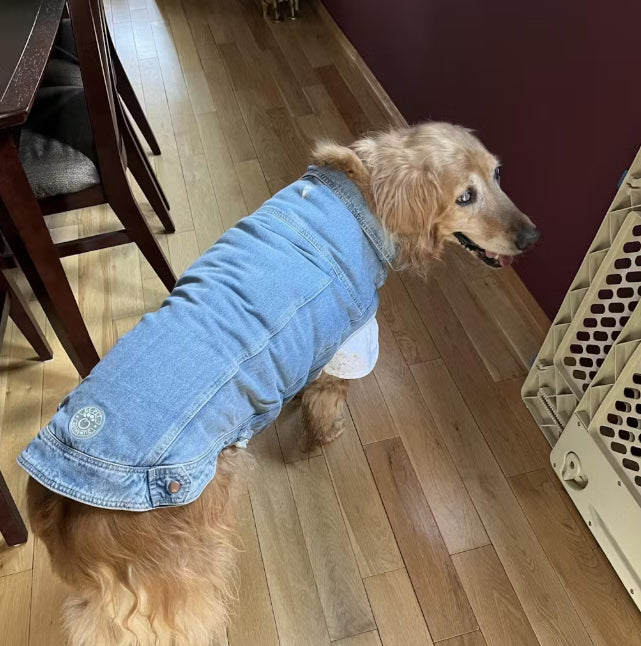 Dog jean jacket happy customer