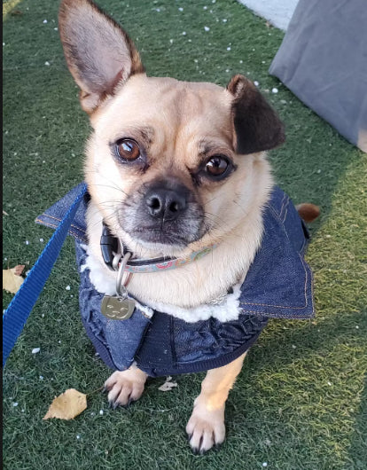 cute dog in dark blue denim dog jacket with sherpa warm lining