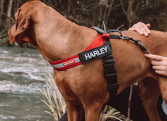 Toughest clearance dog harness