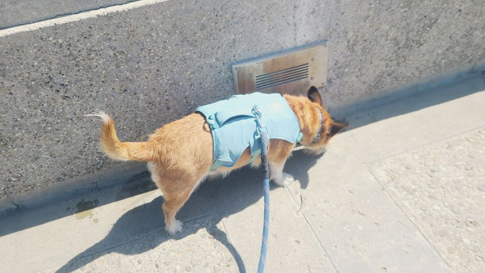 <p><strong>Escape Proof Dog Harness</strong></p>