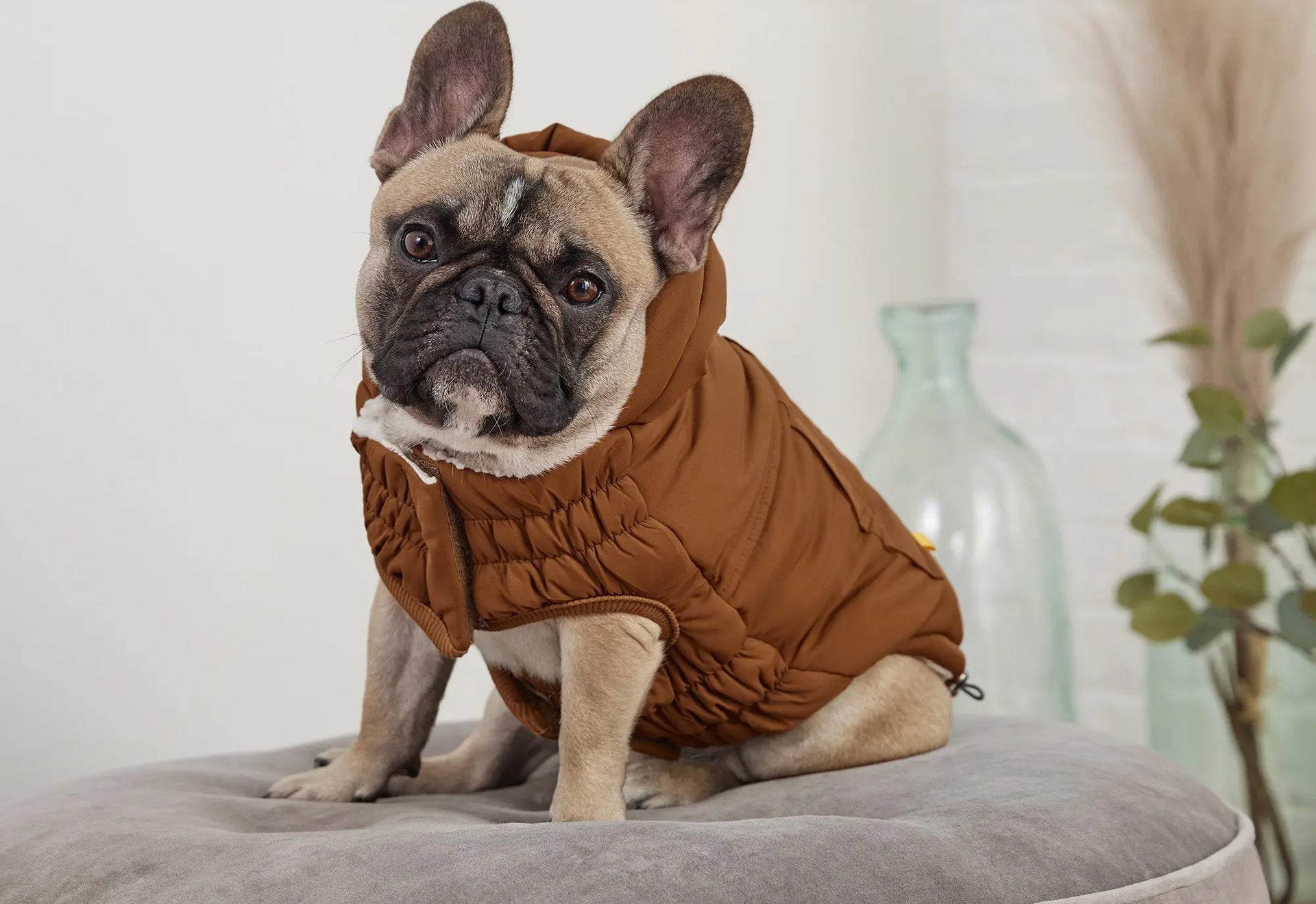 French Bulldog Winter Coat I  – frenchie Shop