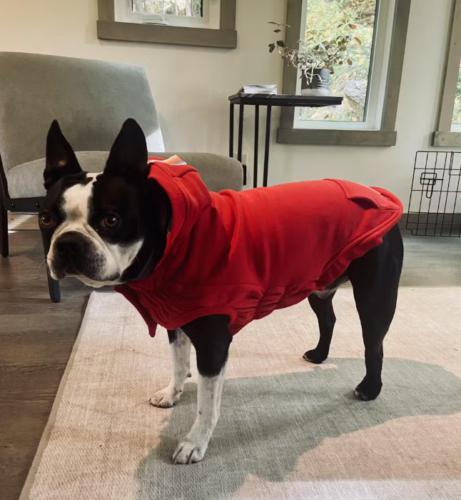 dog hoodie happy customer boston terrier wearing a dog hoodie