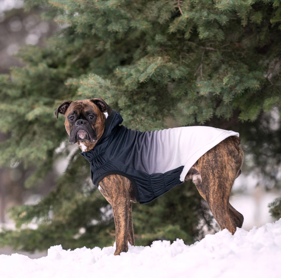 dog hoodie happy customer boxer dog wearing a dog hoodie