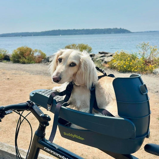 Buddyrider Dog Bicycle Seat Attachment & Accessories | Product Reviews ...