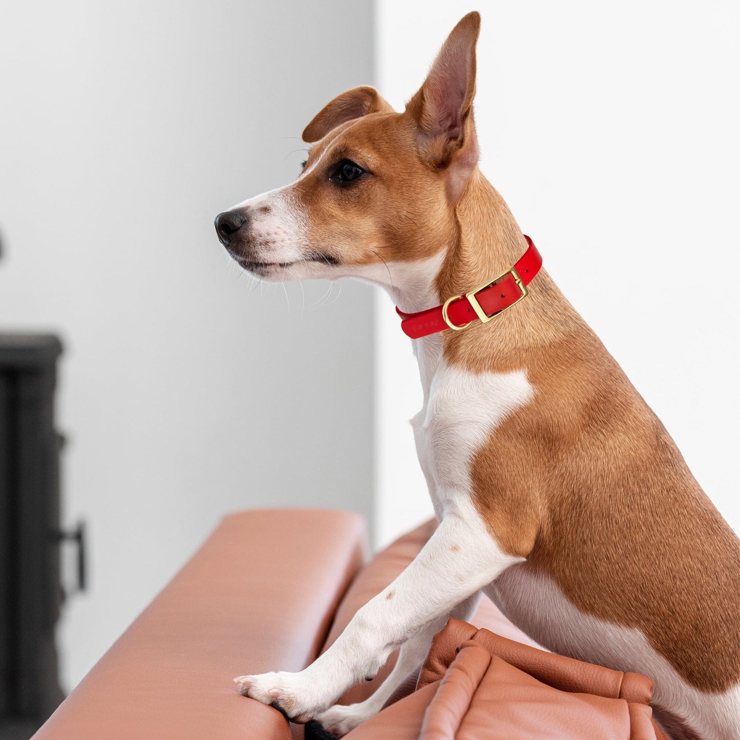Viper Biothane Waterproof Dog Collar - Brass Hardware - 1.5in Wide, Size XXL (24 to 28 inches)
