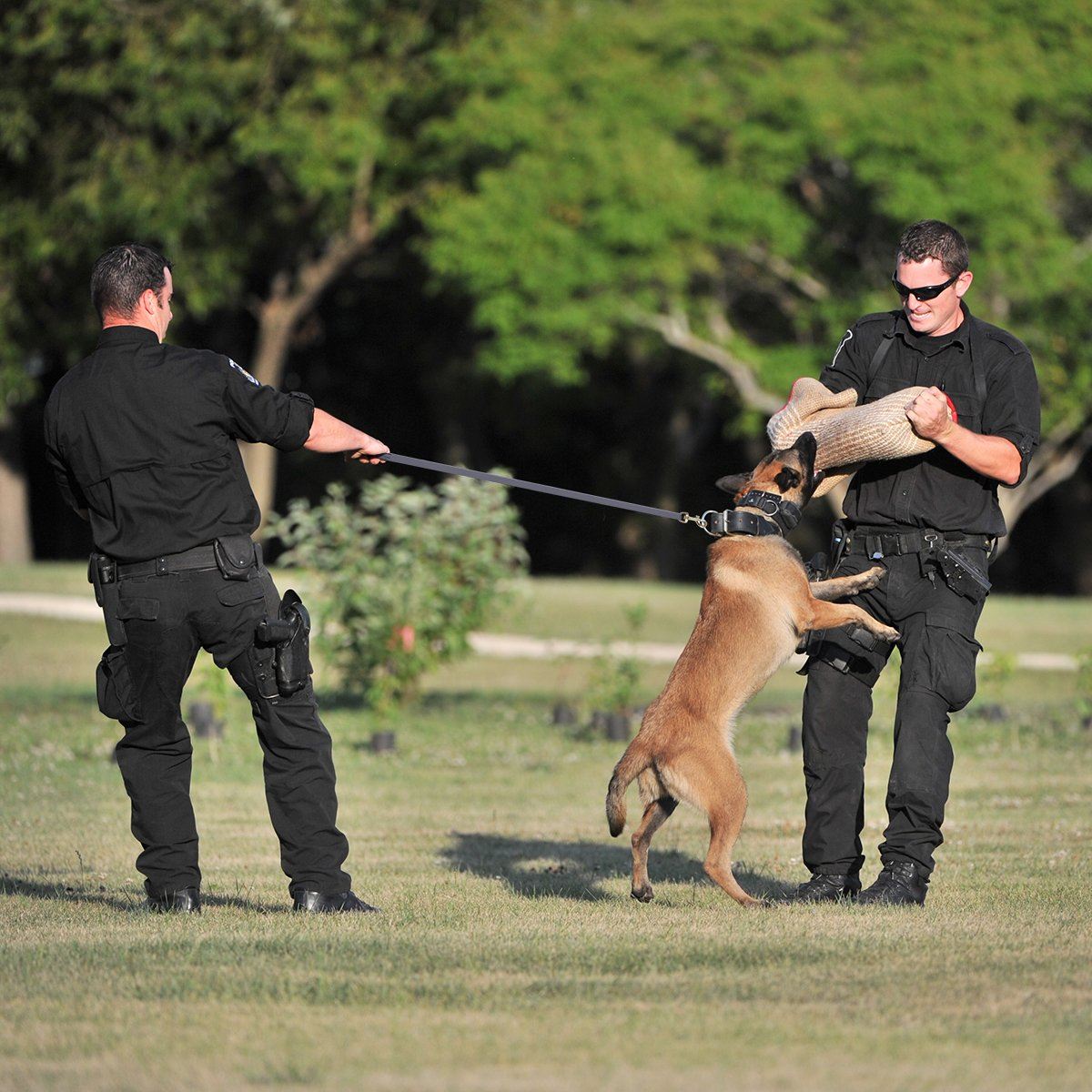 Biothane Long Line 10 ft Lead with Brass Hardware