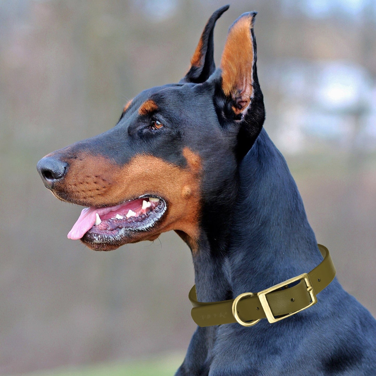 Biothane Waterproof Dog Collar - Brass Hardware - Size S (12" - 15" Neck)
