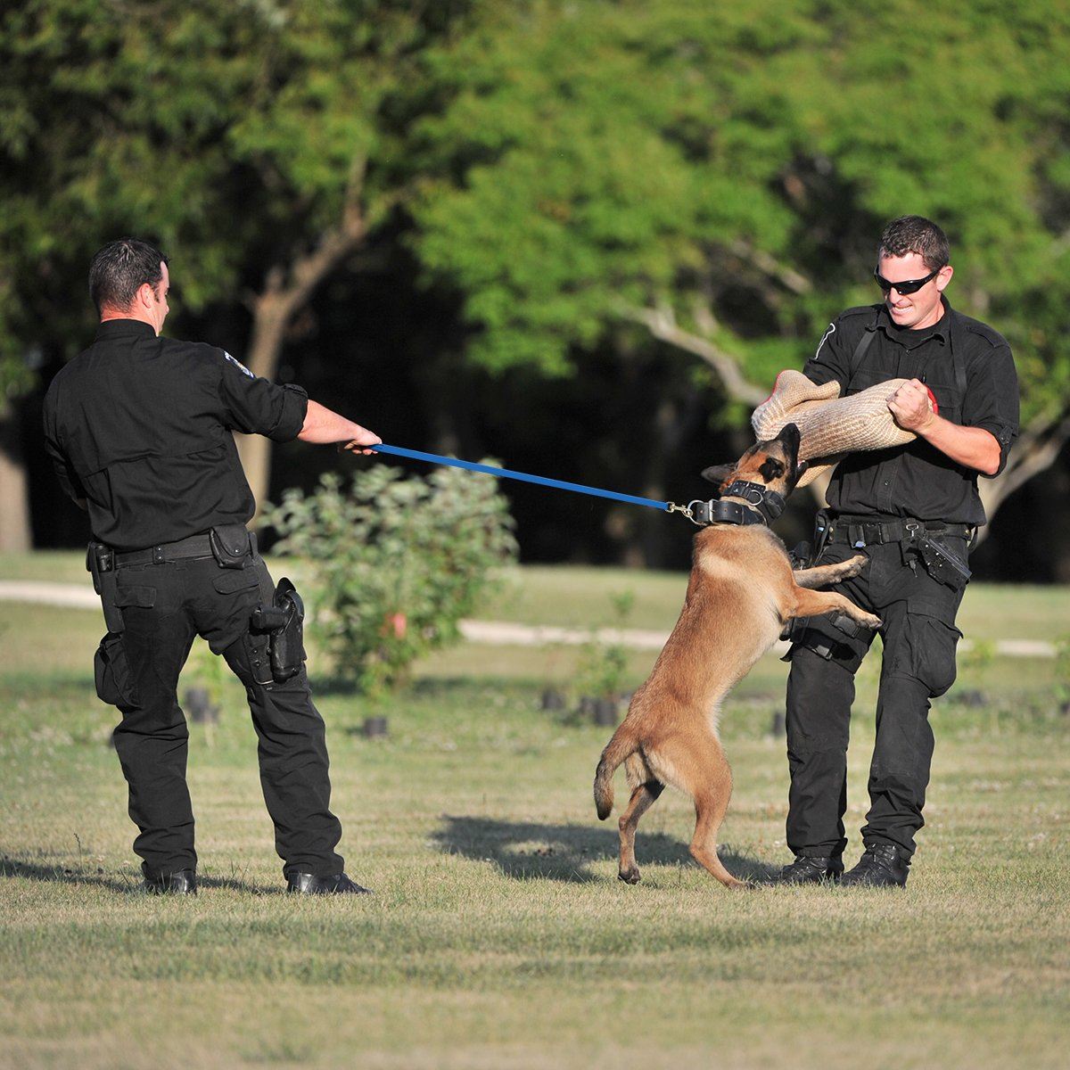 Biothane Long Line 15 ft Lead with Brass Hardware