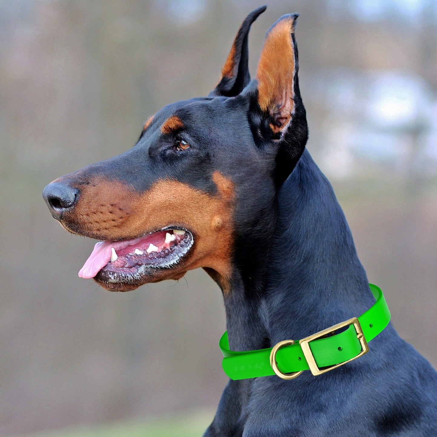 Biothane Waterproof Dog Collar - Brass Hardware - Size XL (22" - 25" Neck)