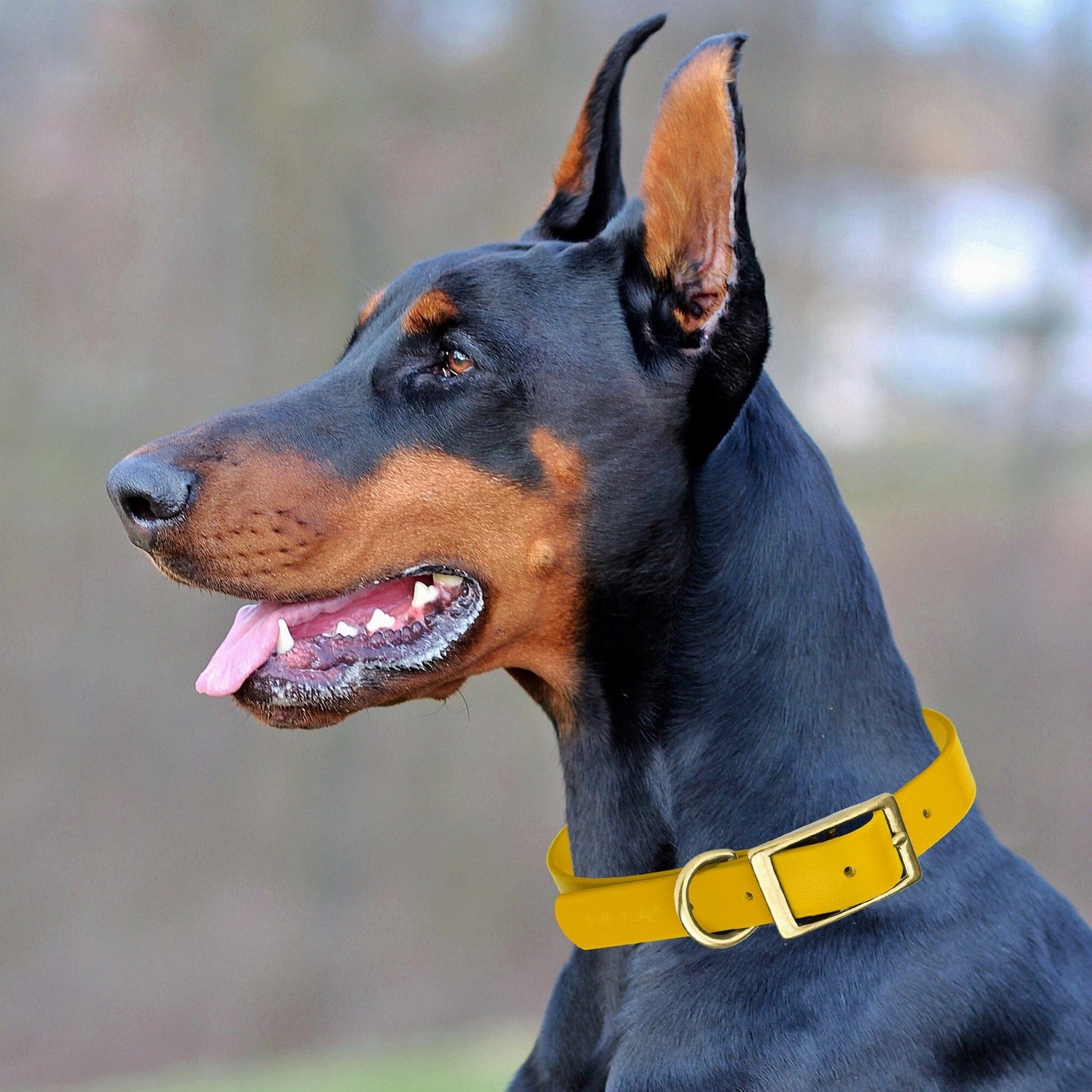 Viper Biothane Waterproof Dog Collar - Brass Hardware - Size L (18 to 22 inches)