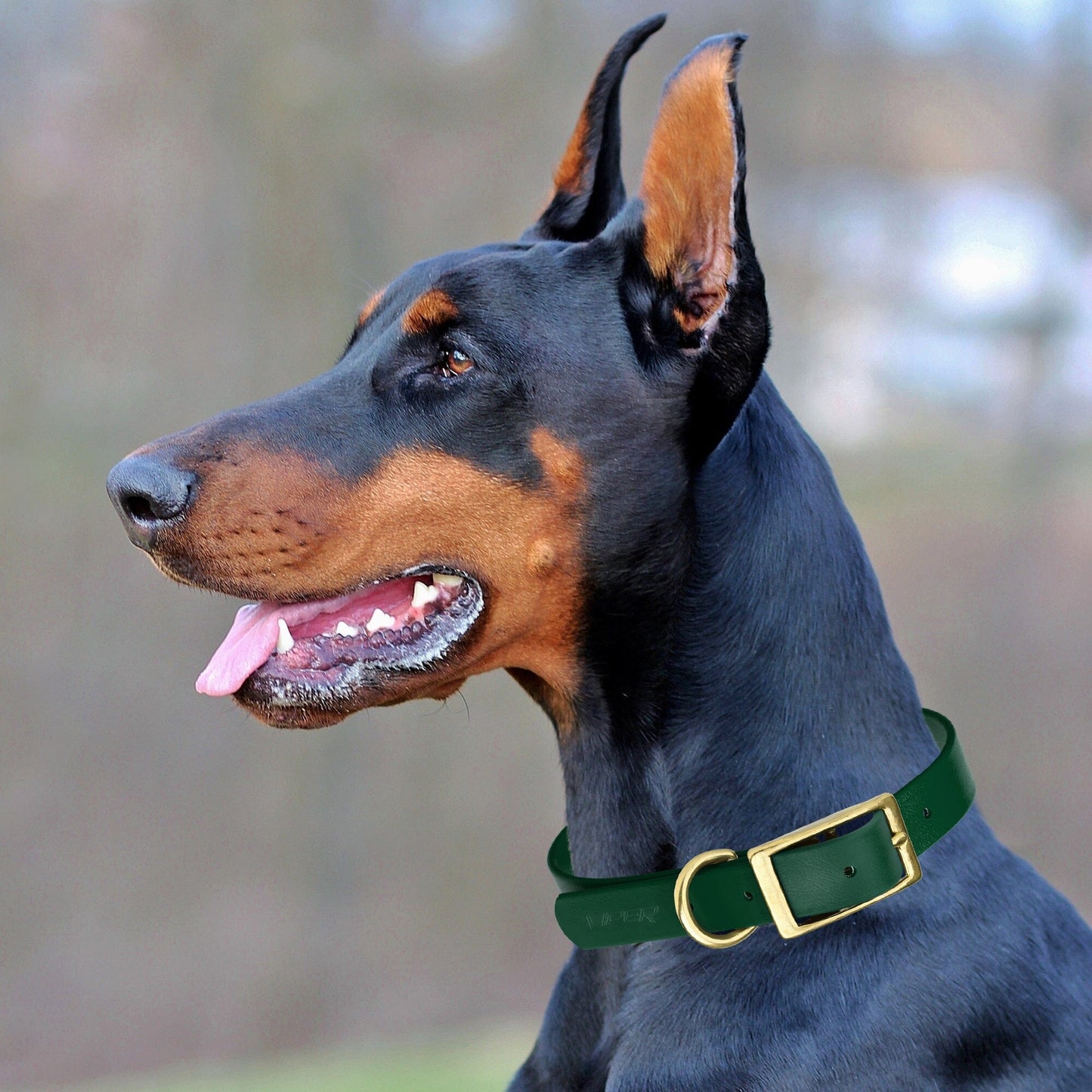 Biothane Waterproof Dog Collar - Brass Hardware - 1.5in Wide - Size XXL (24" - 28" Neck)