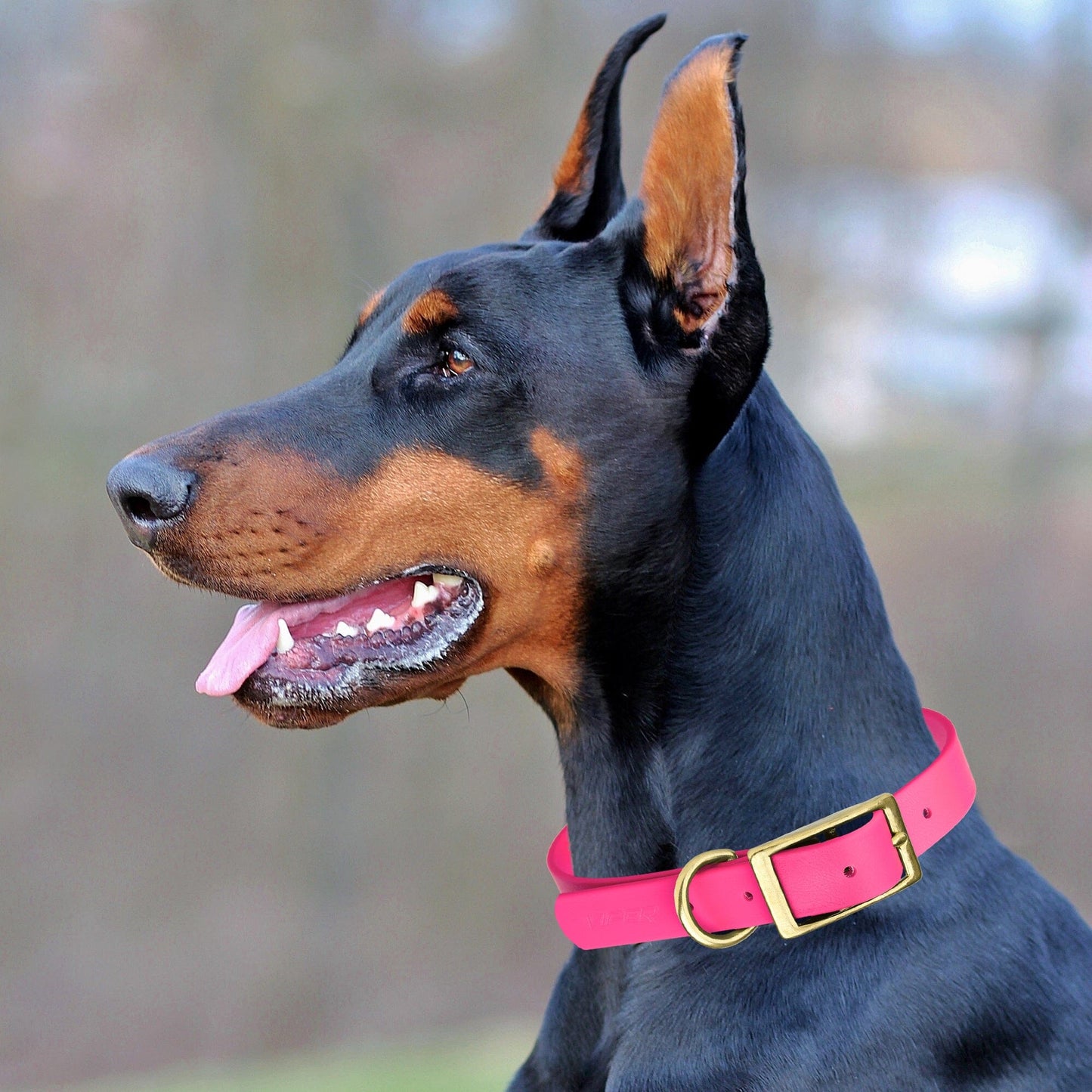 Biothane Waterproof Dog Collar - Brass Hardware - 1.5in Wide - Size XL (20" - 24" Neck)