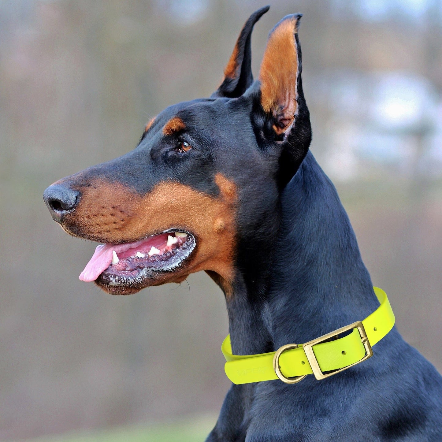 Viper Biothane Waterproof Dog Collar - Brass Hardware - 1.5in Wide, Size XXL (24 to 28 inches)