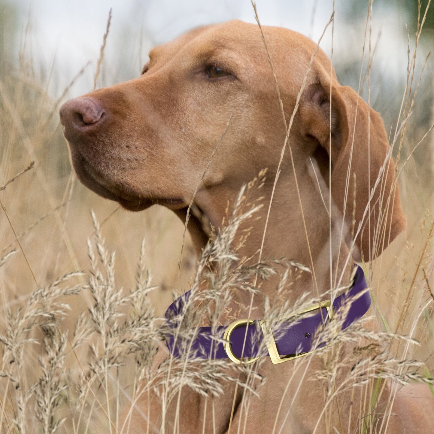 Viper Biothane Waterproof Dog Collar - Brass Hardware - 1.5in Wide, Size XL (20 to 24 inches)