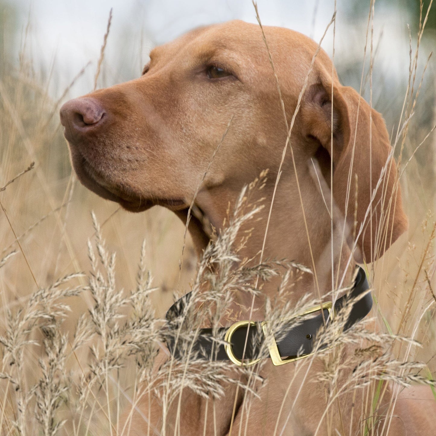 Viper Biothane Waterproof Dog Collar - Brass Hardware - 1.5in Wide, Size L (16 to 20 inches)