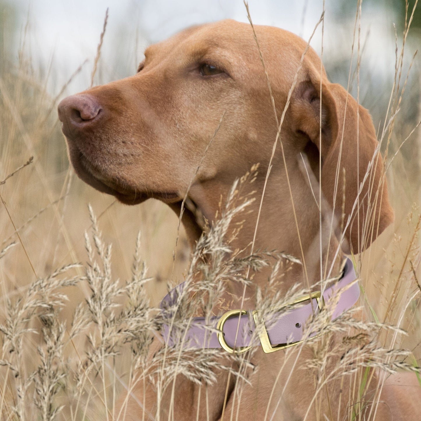 Biothane Waterproof Dog Collar - Brass Hardware - 1.5in Wide - Size L (16" - 20" Neck)