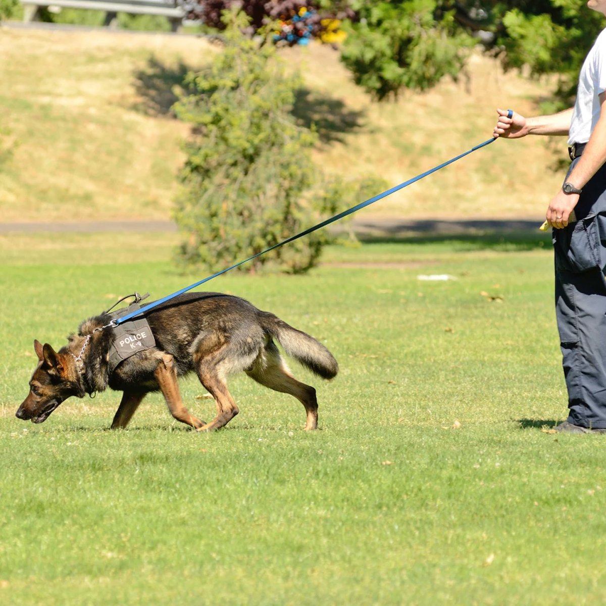 Biothane Long Line 33 ft Lead with Brass Hardware
