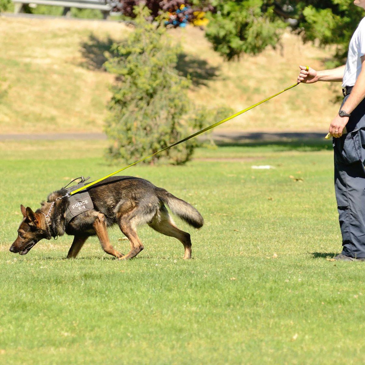 Biothane Long Line 10 ft Lead with Brass Hardware
