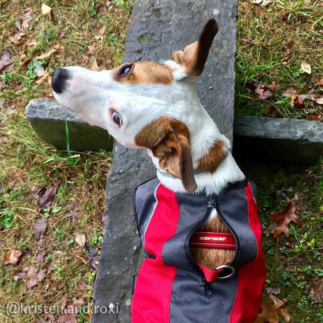 EzyDog Element Jacket - Scarlet Red XL (Customer Return