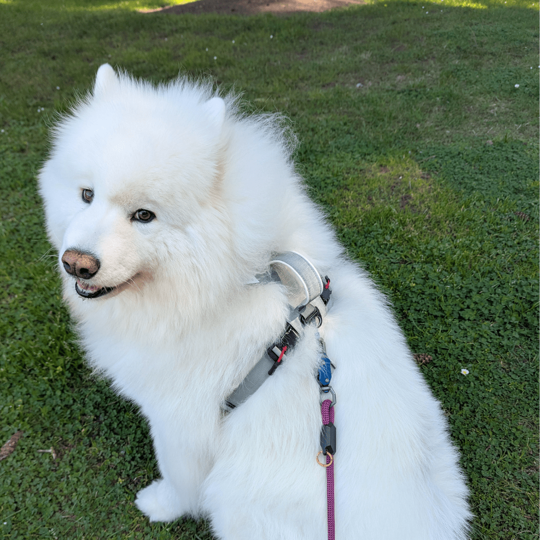 Magnetic Clip Dog Harness – Best for Arthritic Hands, One-Hand Clip, Padded No-Pull Design