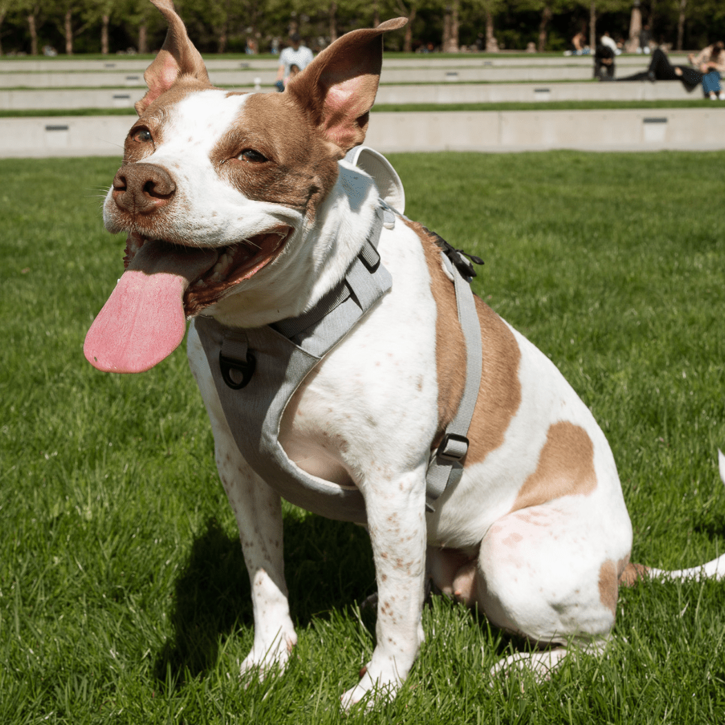 Magnetic Clip Dog Harness – Best for Arthritic Hands, One-Hand Clip, Padded No-Pull Design
