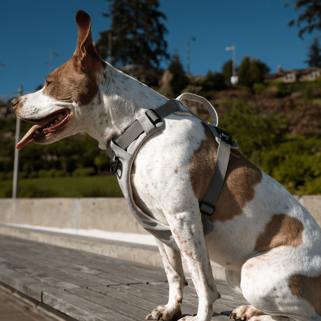 Magnetic Clip Dog Harness – Best for Arthritic Hands, One-Hand Clip, Padded No-Pull Design