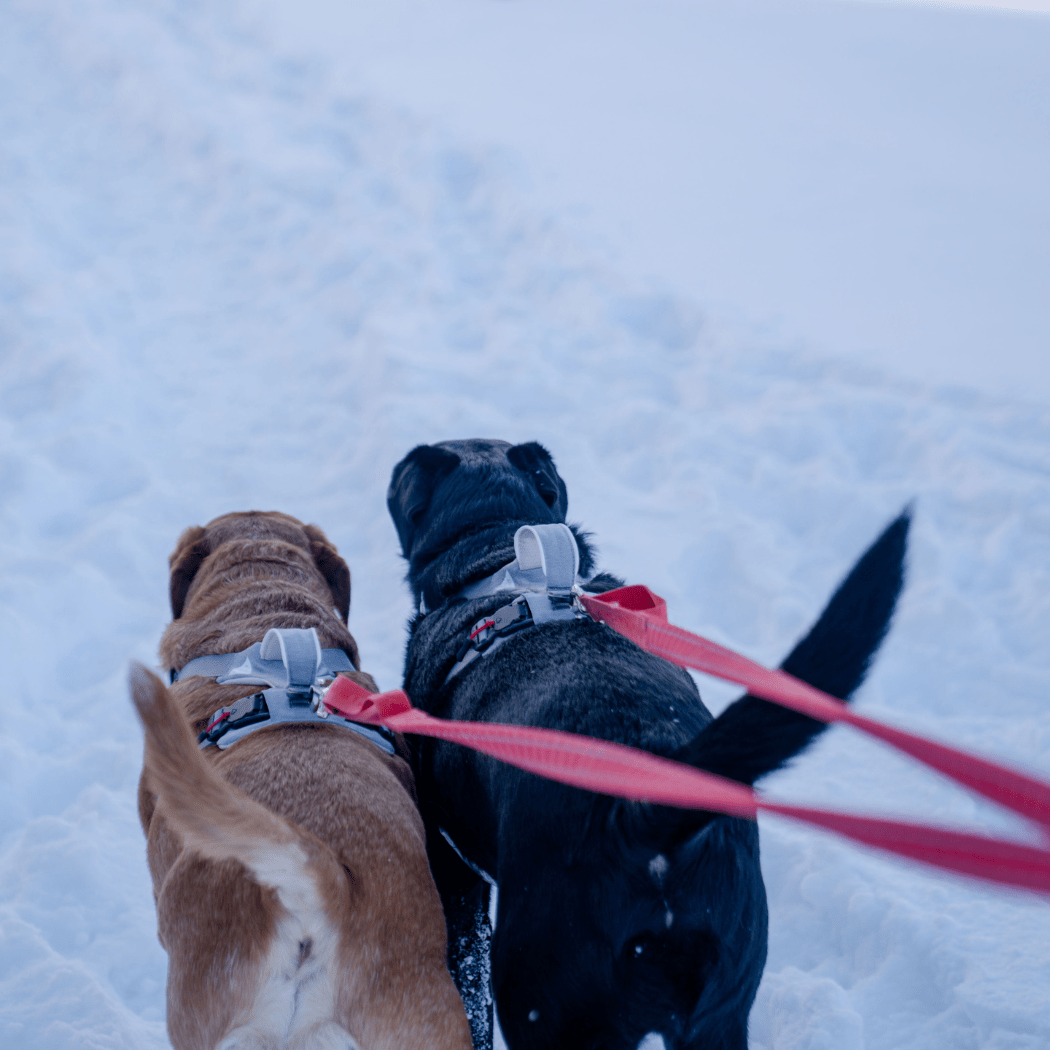Magnetic Clip Dog Harness – Best for Arthritic Hands, One-Hand Clip, Padded No-Pull Design