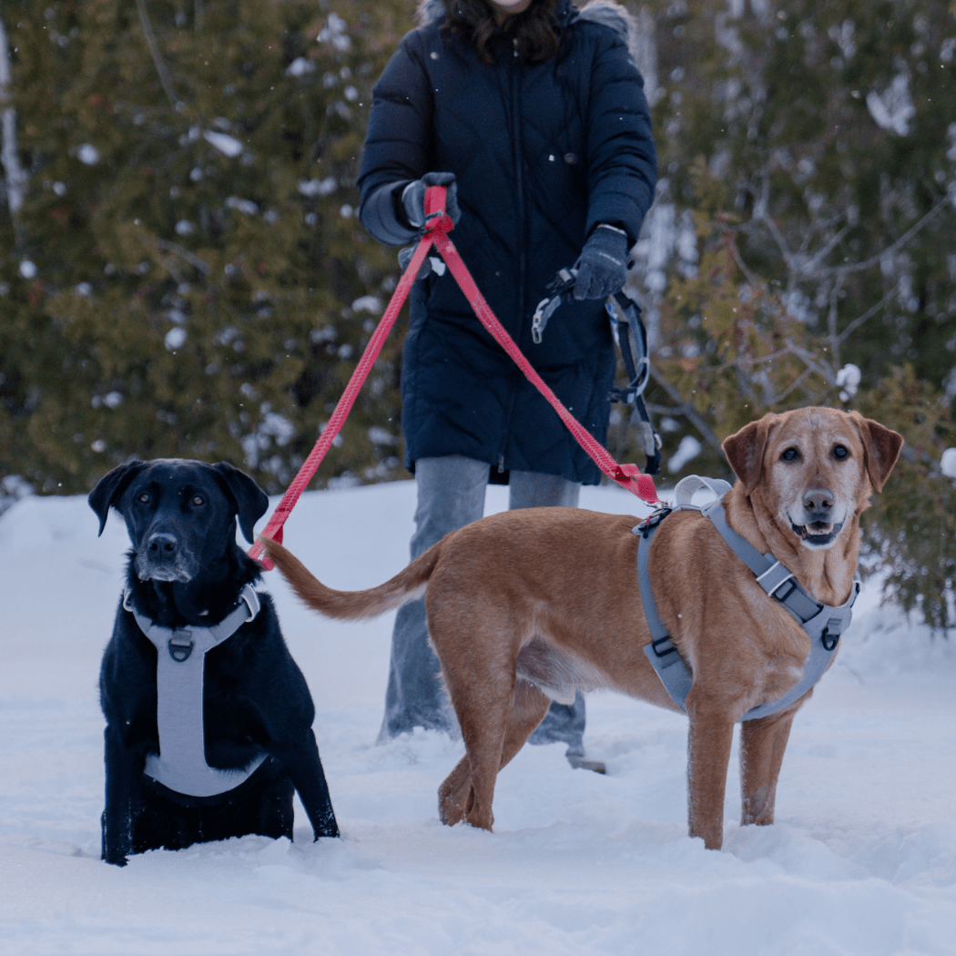 Magnetic Clip Dog Harness – Best for Arthritic Hands, One-Hand Clip, Padded No-Pull Design