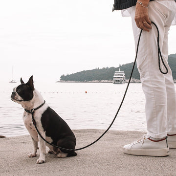 Luca Leash Collar & Leash Combo – The Dog Outdoors