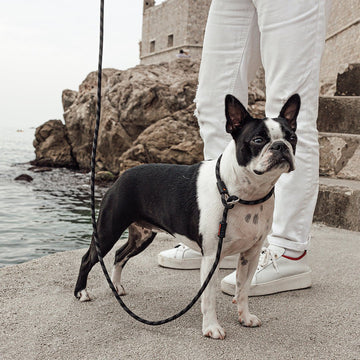 Luca Leash Collar & Leash Combo – The Dog Outdoors