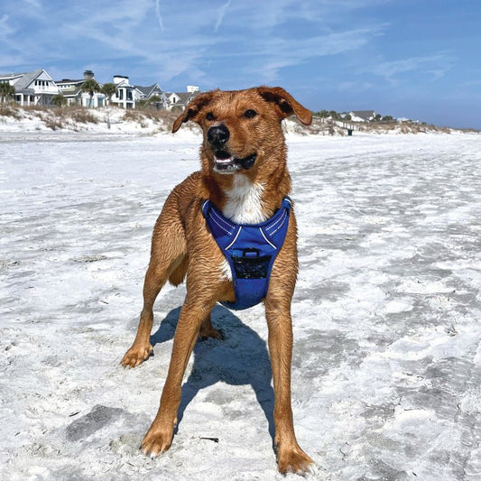 Venture Paw Mesh Lined Dog Harnesses