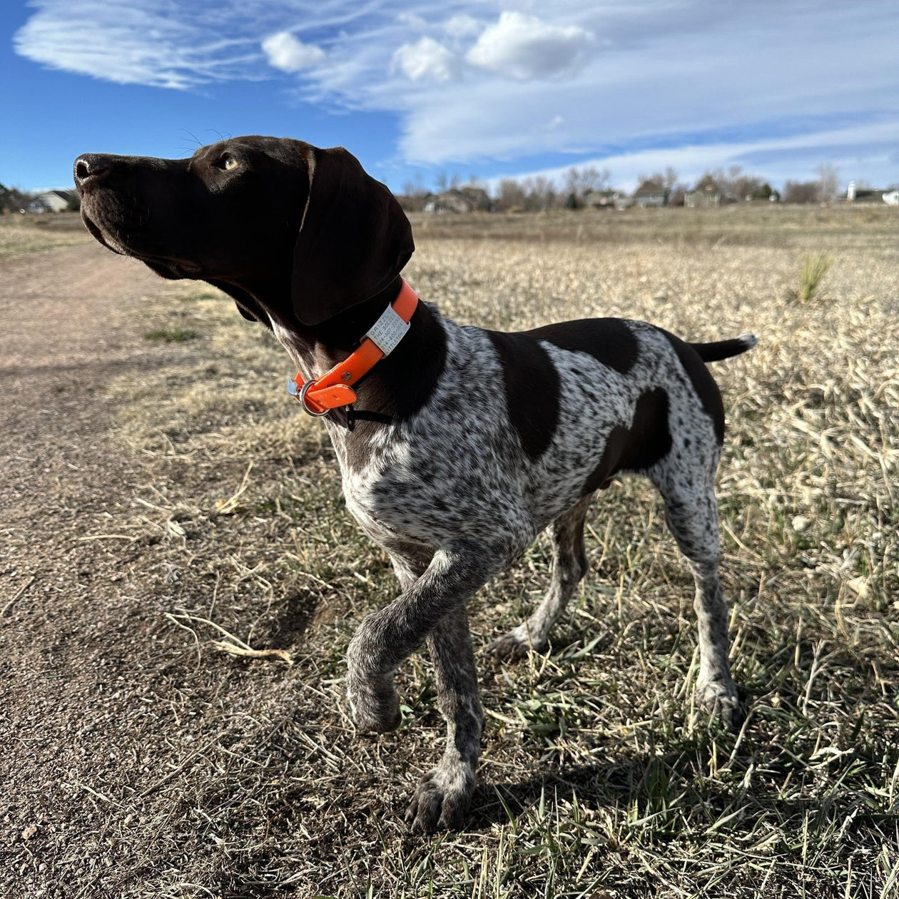 Boomerang Double-Thick Slide On Dog CollarTag™ - Stainless Steel