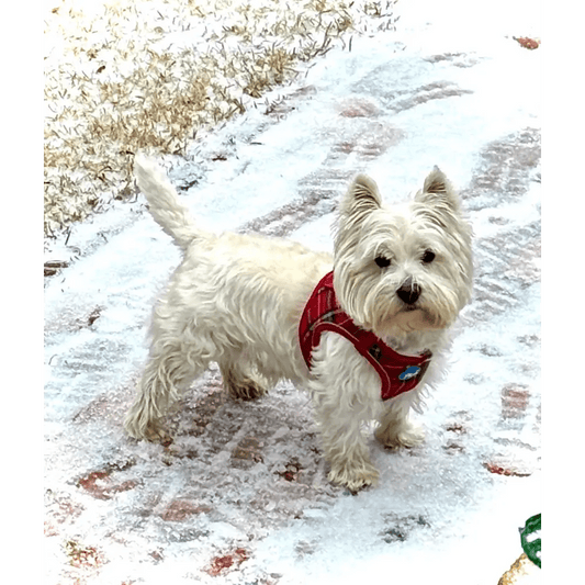 Plush Step In Harness Plaid Red