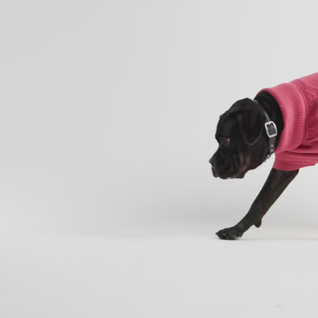multi-knit turtleneck dog sweater for winter in pink large dog sweater video