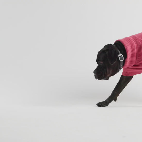 multi-knit turtleneck dog sweater for winter in pink large dog sweater video