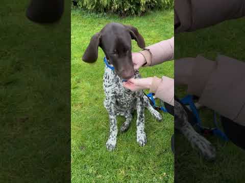 Canny Collar No Pull Dog Collar