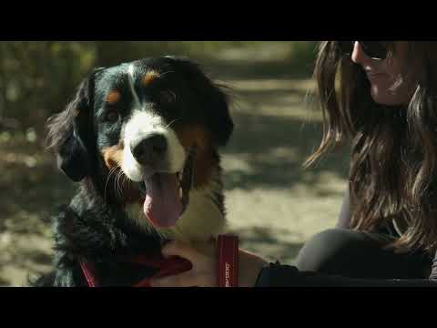 EzyDog Quick Fit Harness