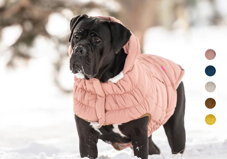 Top 10 Best Dog Winter Coats For 2024 Reviewed & Tested The Dog Outdoors