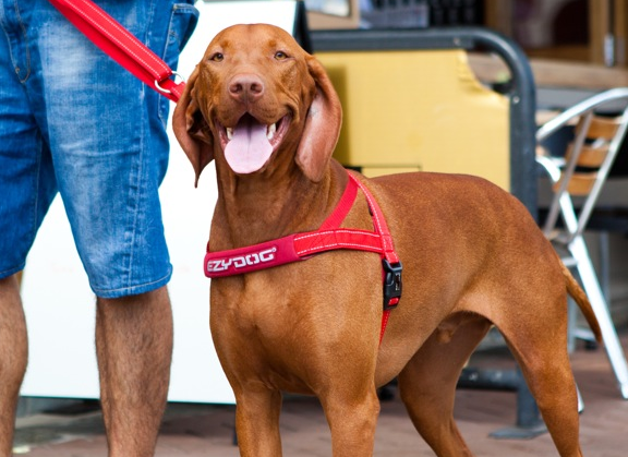Dog Harness Denim Dog Harness Large Dog Harness Small Dog 