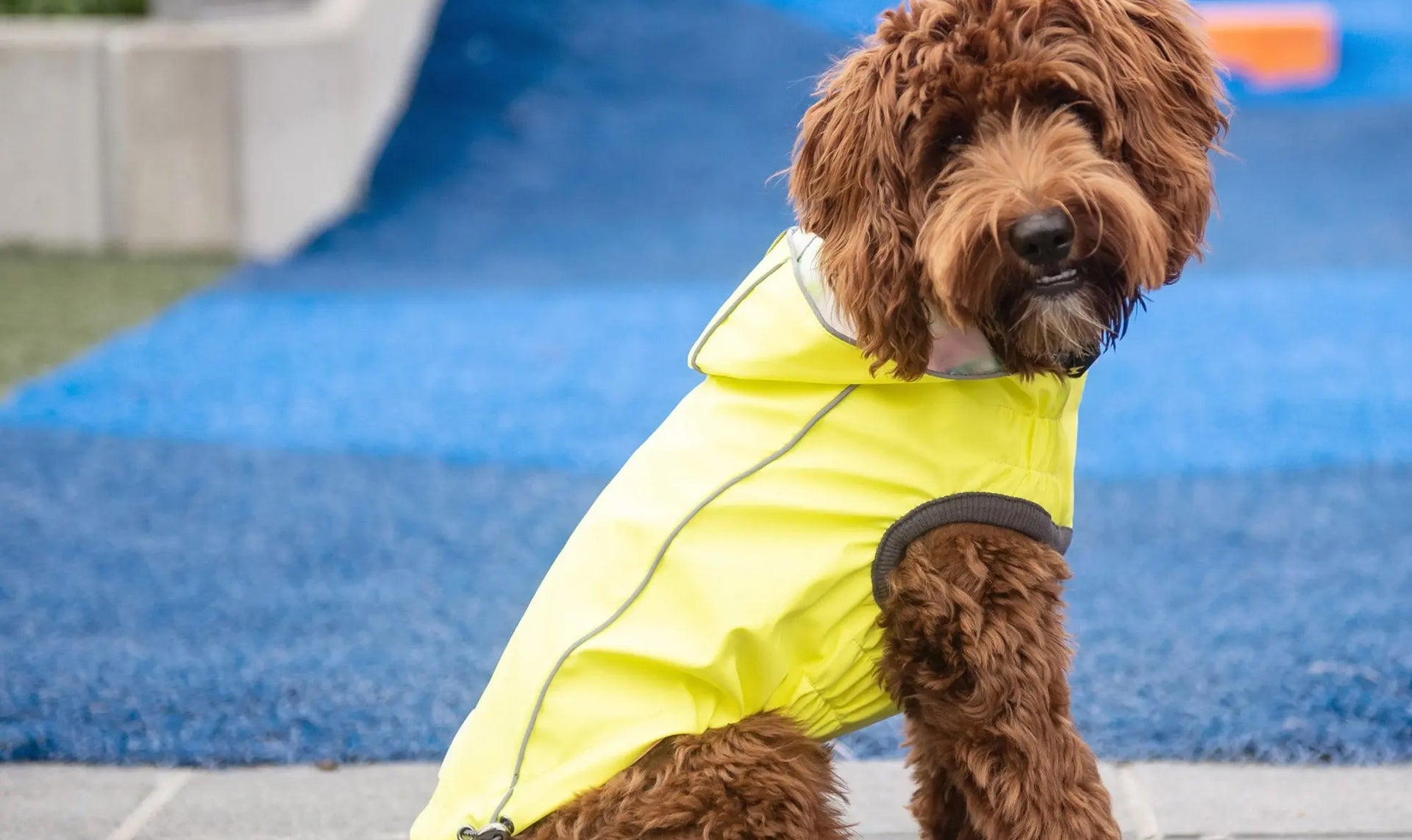 Best Dog Raincoats & Waterproof Dog Raingear – The Dog Outdoors