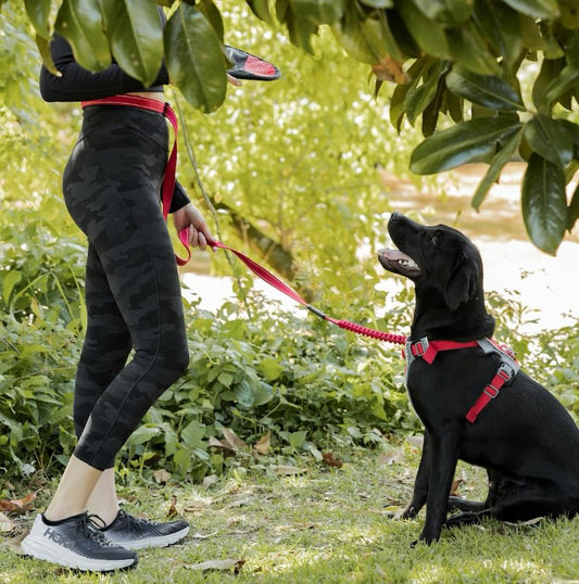 EzyDog Road Runner Hands Free Leash