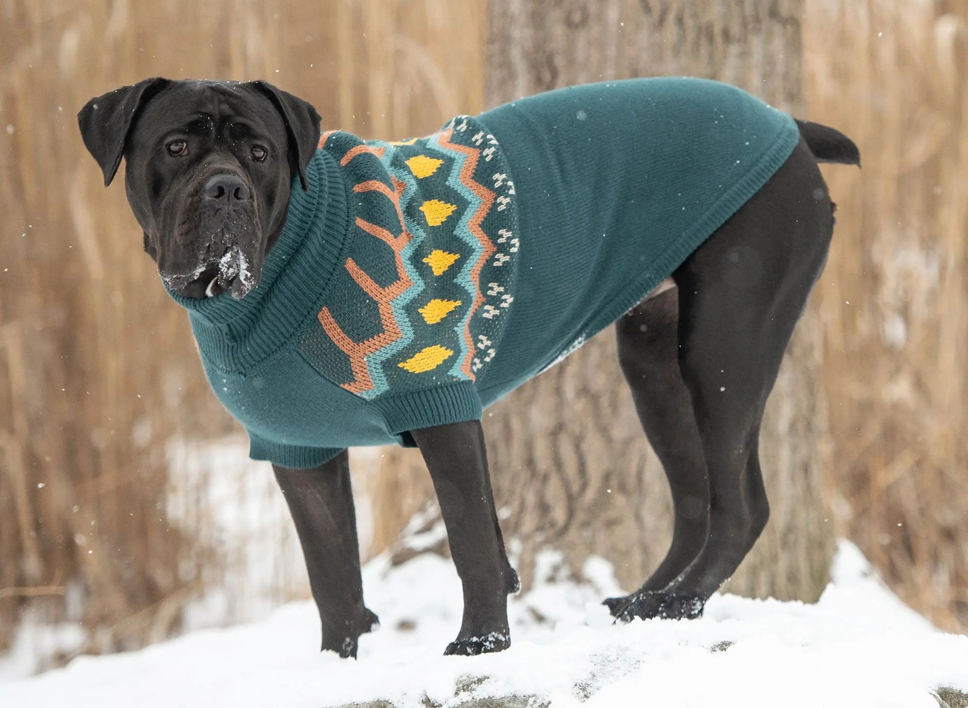 Best Dog Sweaters For Large Dogs | Winter Dog Sweaters For Large
